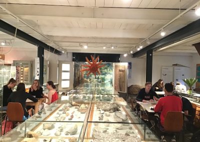 Exkursion zur Evolution - Fossilienausstellung