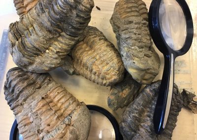 Exkursion zur Evolution - Trilobitensortiment