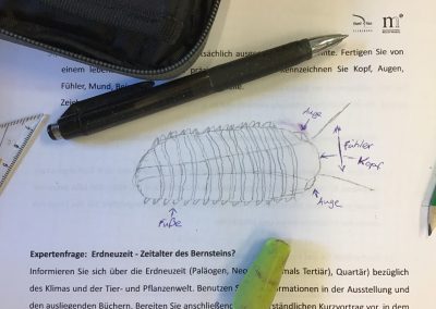 Exkursion zur Evolution - Zeichnung