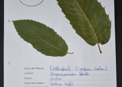 Herbarien in den 6. Klassen