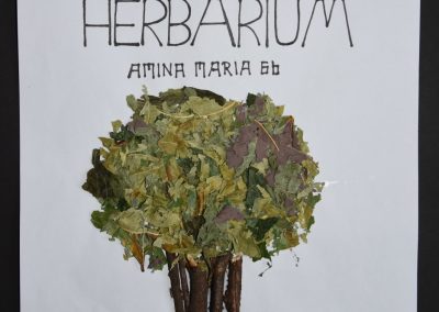 Herbarien in den 6. Klassen