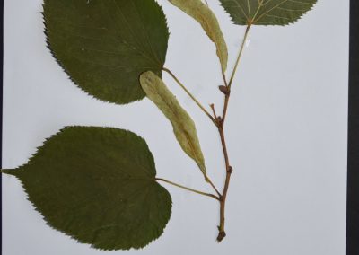 Herbarien in den 6. Klassen