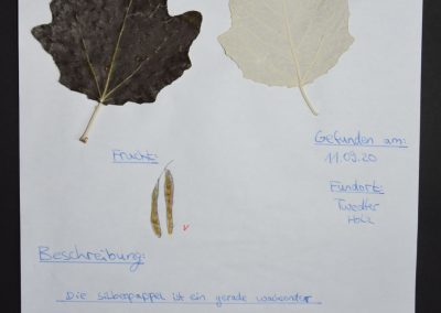 Herbarien in den 6. Klassen
