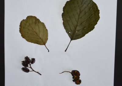 Herbarien in den 6. Klassen