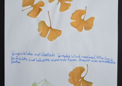 Herbarien in den 6. Klassen