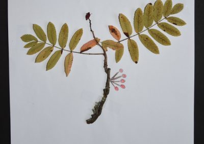 Herbarien in den 6. Klassen