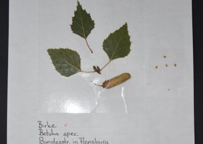 Herbarien in den 6. Klassen
