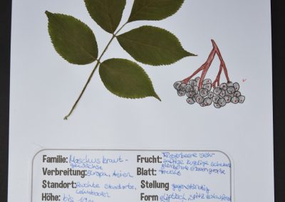 Herbarien in den 6. Klassen