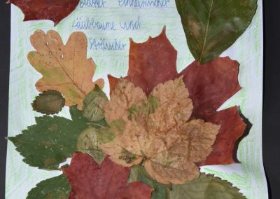 Herbarien in den 6. Klassen