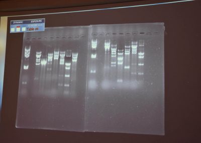 Laufbild der Gel-Elektrophorese
