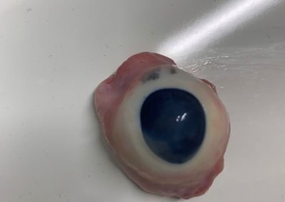 Schweineaugenpräparation