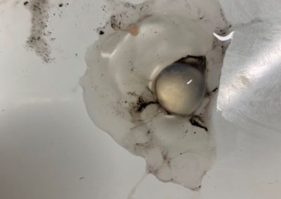 Schweineaugenpräparation