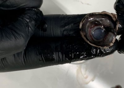 Schweineaugenpräparation