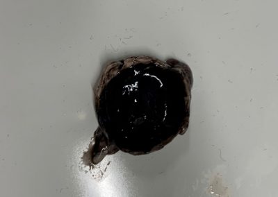 Schweineaugenpräparation