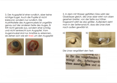 Schweineaugenpräparation