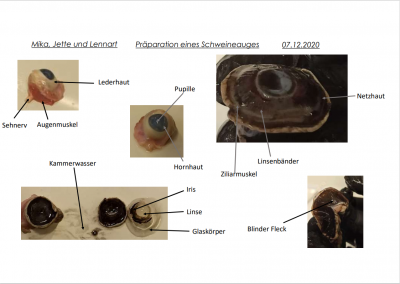 Schweineaugenpräparation