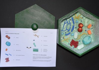 Biologie-Unterricht an der Goethe-Schule