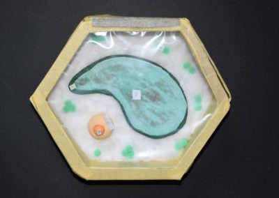 Biologie-Unterricht an der Goethe-Schule