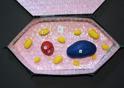 Zellmodelle in den 7. Klassen