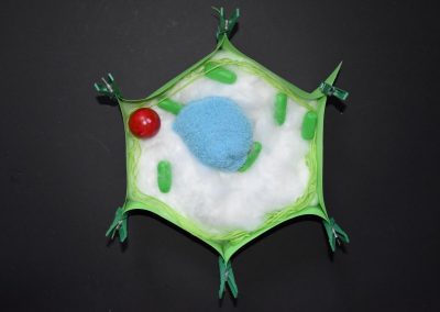 Biologie-Unterricht an der Goethe-Schule