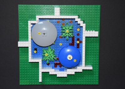 Zellmodelle in den 7. Klassen