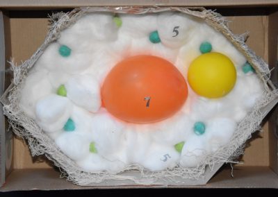 Zellmodelle in den 7. Klassen