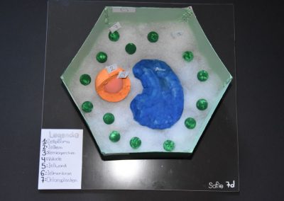 Zellmodelle in den 7. Klassen