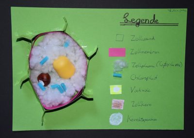 Zellmodelle in den 7. Klassen