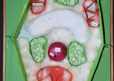 Biologie-Unterricht an der Goethe-Schule