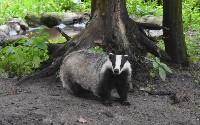 Abschlussfahrt der 6. Klassen in den Wildpark Eekholt