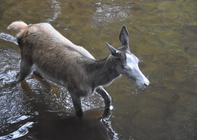 Ausflug in den Wildpark Eekholt 2025