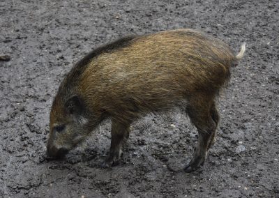 Ausflug in den Wildpark Eekholt 2025